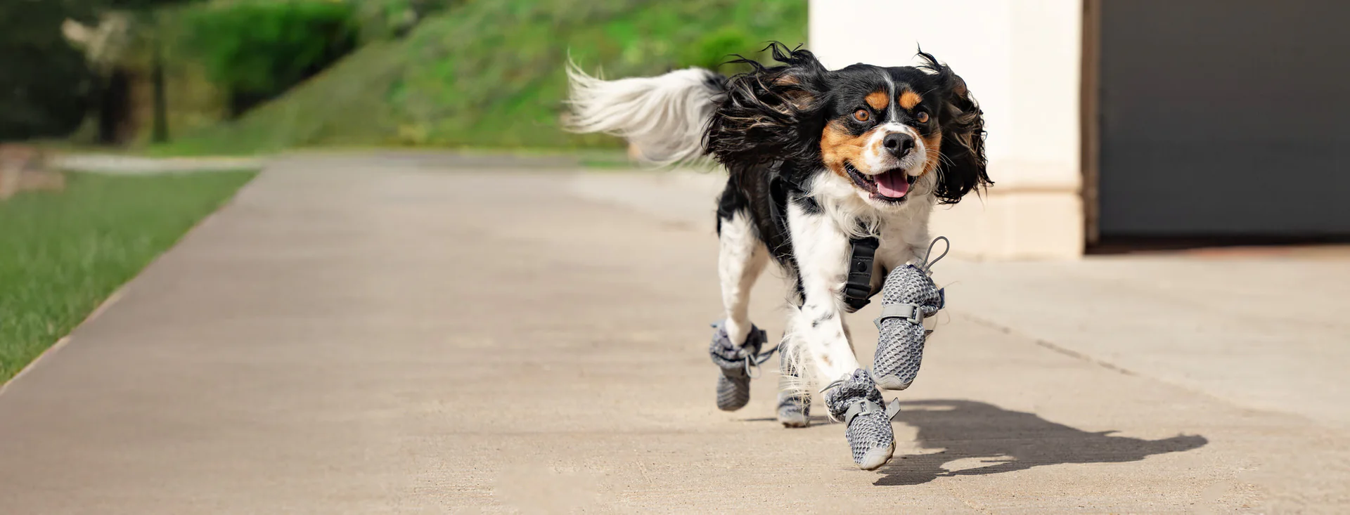 Elevated Style for Every Dog